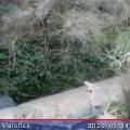 2012-01-05t13-31_hain_marottes.jpeg